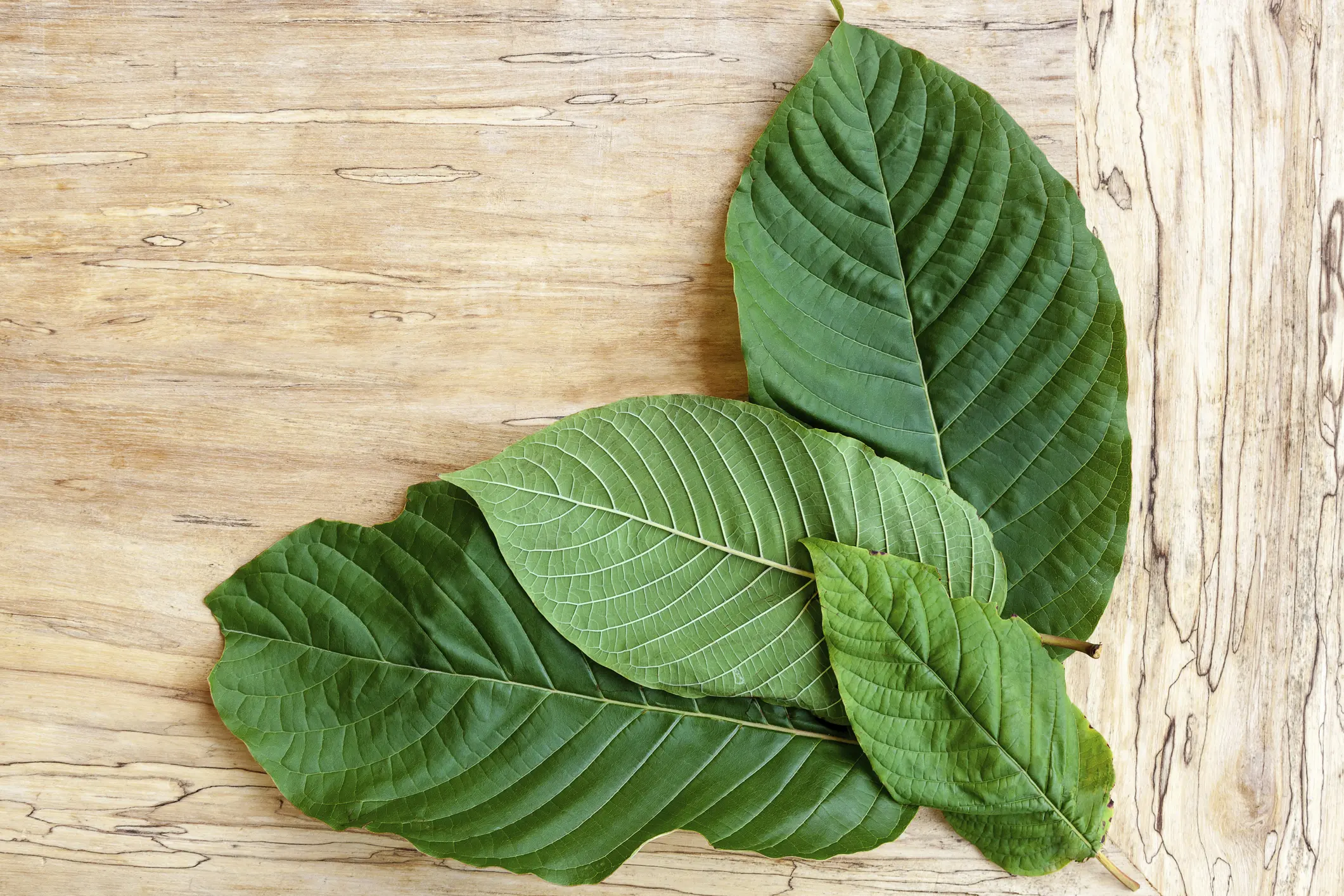 Kratom leaves on wooden table from above